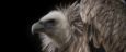jevgeni-fil-vulture